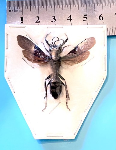 Megalara garuda wasp - megalara, garuda.